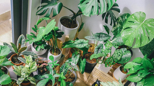 The Feng Shui Power of Plants: Choosing the Right Plants for Wealth and Purification in Your Home